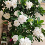Set 2 of Jasmine Plants Live, Frost Proof Gardenia Plants Live, 5 Inches and 7 Inches Tall