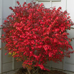 Set 2 Burning Bush Bare Roots 6-12'' Tall, Ready to Grow, Hardy Shrubs for Landscaping, Red Fall Foliage