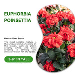 2 Multi Varieties Poinsettia Plants Live, Winter Red Rose Poinsettia Flowers for Holiday Christmas Gift, Decoration Houseplant 5-10" in Tall, No Pot