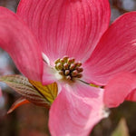 Pack 2 Pink Dogwood Trees for Planting Outdoors, 6 to 12 Inc Tall Pink Flowering Dogwood Trees Live Plants in 2.5" Pot, Cold Hardy, Well Rooted
