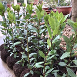 Bay Leaf Tree Live Plant, Laurus Nobilis Sweet Bay Laurel, 6-10" Tall in 4" Pot, Fragrant Culinary Herb Tree