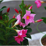 3 Pink Mandevilla Plants Live, Mandevilla Flower Plant, Mandevilla Live Plants, 5 Inc to 6 Inc Tall, Mandevilla Well Rooted for Garden