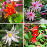 Pack of 2 Mix Easter Cactus Plants, Holiday Cactus Flower Plant Succulent, Size 4 to 7 Inch, Without Pot, Easter Cactus Live Plant