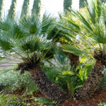 Palm Tree Live Plant, Fully Rooted in 3 Gallon Pot, Rare Tropical Plant Live for Indoor or Outdoor Growing, Fan