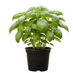 Basil Plant Live, Fragrant, Flavorful Herb for Indoor Outdoor Gardens, Well Rooted Plant 4-7 Inches (Large Leaf Basil)