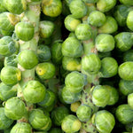 Brussel Sprouts Plant in 4" Pot, Fresh Vegetable Plants Live Potted for Planting Home Garden, Annual Vegetable Plant