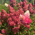 Hydrangea Plant Live Tree Dormant in Winter, Vibrant Color Bloom, 5-11" Well-Rooted Hydrangea Shrub Bush for House Planting Outdoor (White to Pink)
