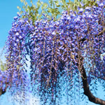 Blue Wisteria Tree Live Plant, Fragrant Flowering Vine in 2.5'' Pot, Blooming Wisteria Tree fot Container and Garden Growing