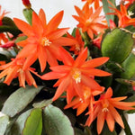 Easter Cactus Plants Live, Vibrant Color, Size 5-9" in Tall, No Pot, Spring Bloom Housplant Indoor Outdoor Succulent Cacti (Orange)