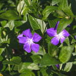 Periwinkle Plant Live, Vinca Plant Live in 4 Inches Pot, Live Vinca Minor Plant, Vinca Starter Plant, Vinca Ground Cover Live Plant for Growing Indoor Outdoor
