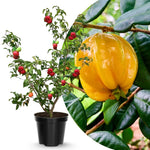 Yellow Star Surinam Cherry Tree Live Plant, 2-3 Feet in 1 Gallon Pot, Fast-Growing and Ready to Bear Fruit, High-yieding Outdoor Spring Planting, No CA