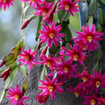 Easter Cactus Live Plant, 4-9” Tall, Rooted Holiday Cactus Succulent Plant for Indoor or Outdoor Growing, Easy Care Flowering Houseplant (Pink Easter Cactus)
