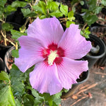 1 Althea Rose of Sharon Bush Live Plant 8-14 Inch Height, Pink Hibiscus Plant Live Bareroot, Hibiscus Syriacus Flowers