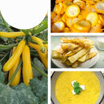 2 Yellow Zucchini Plants Live, 4 Inc Potted, Fast Growing Squash Vegetable Garden Plants