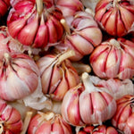 4 XL Size Chesnok Red Garlic Bulbs for Planting Outdoors, Heirloom 0.5 Pound, 4-5 Jumbo Bulbs Garlic for Fall Planting