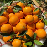 Navel Orange Live Plant in 1 Gallon Pot, Sweet Orange Tree 24-30 Inch Tall, Citrus Fruit Tree for Planting Outdoor Garden