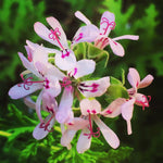 4 Citronella Plants Live, 5 to 7 Inches Long, Live Citronella Plant, Citronella Well Rooted, Citronella Starter Plant for Garden, 4 Plants
