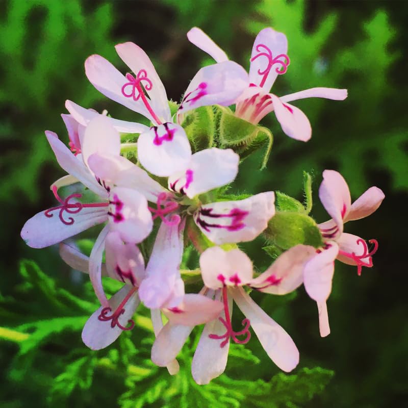 4 Citronella Plants Live, 4 to 6 Inches Long, Live Citronella Plant, Citronella Well Rooted, Citronella Starter Plant for Garden