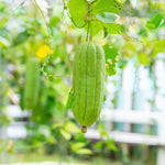 Loofah Sponge Gourds Live Plant for Planting, Luffa Plant from 4 to 6 Inches Height, 2 Plants in Pot, Climbing Annual Vine, Ready for Planting