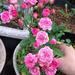 Rose Bush Live Plant, Heirloom Rose Plant Live for Planting, 5-8 Inch Height, Reblooming Shrub (Pink Rose)