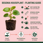 Red Begonia Plant Live 4-6 Inches, Starter Begonia Well Rooted, Colorful Foliage Plant for Indoor Decor and Patio Pots