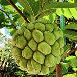 Sugar Apple Tree Live Plant, 2-3 Ft in One Gallon Pot, 2 Years Old Tree Annona Squamosa Soursop Like, Outdoor Spring Tropical Fruit Planting, No CA