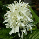 White Shrimp Plant Live, Live Shrimp Shrubs Plant, 5-7 Inches Tall, Easy Care Houseplant, Fragrant Blooms, Indoor Outdoor Growing