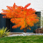 2 Smooth Sumac Trees Live Plants Bare Roots, Dormant 1-2 Feet Tall, Hardy Shrub Fragrant Ground Cover for Landscaping