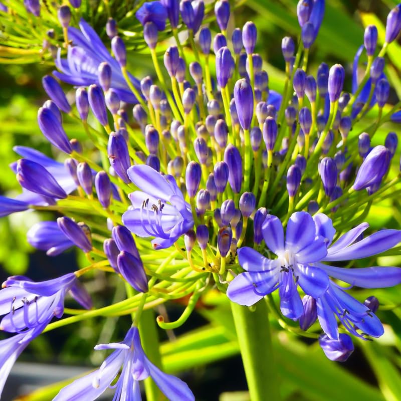3 Blue Agapanthus Plants, Hardy Perennial Flowering Lily of The Nile Plants 5-9” Tall for Garden Borders and Containers