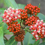 2 Deep Red Milkweed Plants Live, 5-8 Inch Tall, Butterfly Milkweed Asclepias Tuberosa Plant for Perennial Flower
