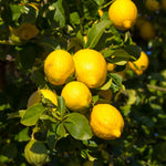 Meyer Lemon Tree Live, Dwarf Citrus Plant, Yellow Lemon Seedling, 2-4 Inches Tall Starter Plant, in 4" Pot for Indoor or Outdoor Growing