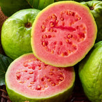 Pink Guava Tree Live Plant, 10-14 Inch Tall, Sweet Tropical Guava Fruit Tree for Outdoor Planting, No Pot, Well-Rooted