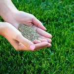 Set 20000 Emerald Zoysia Grass Seeds, Zoysia Grass Seeds for Lawn, Dense Green Grasses for Front Yard, Backyards, Ground Cover and Landscape