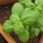 2 Basil Plants Live, Large Leaf Basil Plant Pot, Fragrant Plant for Outdoor Garden, 4 Inc Pot