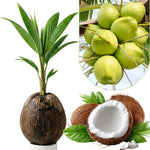 Yellow Coconut Sprouted Live Plant, 6-8 Inches Tall, Tropical Coconut Seedling for Outdoor Garden, Patio, Landscape and Container Growing