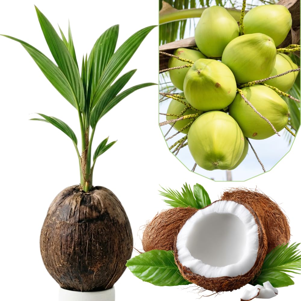 Yellow Coconut Sprouted Live Plant, 6-8 Inches Tall, Tropical Coconut Seedling for Outdoor Garden, Patio, Landscape and Container Growing