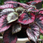 3 Packs Red Begonia Angel Wing Maculata Live Plants, 5-9 Inch Tall, Indoor Outdoor Polka Dot Begonia