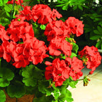 2 Red Geranium Plants Live, Geraniums Live Plants, Colorful Flowering Plants for Garden, Patio, or Hanging Baskets, 5-9" Tall, No Pot