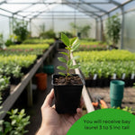 Bay Leaf Plant, Bay Leaf Tree Plant, Well Rooted, Bay Laurel Plant, Laurus Nobilis Live Plant, 3-5 Inc Tall, Fragrant Herb for Indoor Outdoor Planting