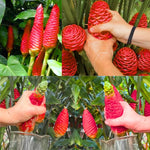 5 Shampoo Ginger Plant Rhizomes, 5 Count Zingiber Zerumbet Awapuhi Wild Pinecone Bitter Red Ginger, Hardy