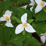 Set of 20 White Trillium Bulbs, Trillium Flower Bulbs, Large Bulbs, Trillium Bulb for Fall Planting Outdoor Indoor