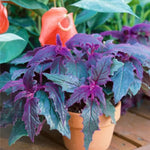 2 Live Purple Passion Plants 4-8” Tall, Gynura Royal Velvet Indoor Houseplants, No Pot