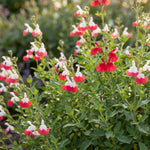 3 Hot Lip Salvia Sage Plants 4–7" Tall, Perennial Live Flowering Garden Plants for Outdoor Growing, Vibrant Salvia Plant Starter