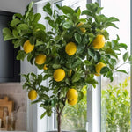 Live Grafted Meyer Lemon Tree Plant, 2 Feet Tall, Fragrant Citrus Tree, Fragrant Yellow Fruit Plant for Indoor or Outdoor Growing