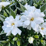 Frostproof Jasmine Plant Live 4-7 Inches Tall, Fragrant Flowering Vine for Garden, Patio Containers and Indoor Growing
