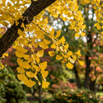 Ginkgo Tree Live Plant, Yellow Fall Leaf Tree, 3-6 Inch Tall