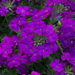 Pack 2 Purple Perennial Verbena Plants, Purple Verbena Live Plants, Verbena Flower Trailing Plants Live for Planting, Purple Verbena Plants in Zones 7 to 11