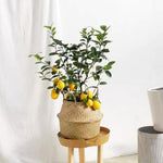 Meyer Lemon Tree Plant Live in 4" Pot, Starter Size 2-4" in Tall, Yellow Lemon Lime Citrus Fragrant for Zones 8-11 Growing