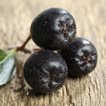 2 Seedlings Black Chokeberry Trees Live Plants, 1 Year Old Well-Rooted for Outdoor Planting, No CA, Edible Aronia Berry Shrub, Cold Hardy