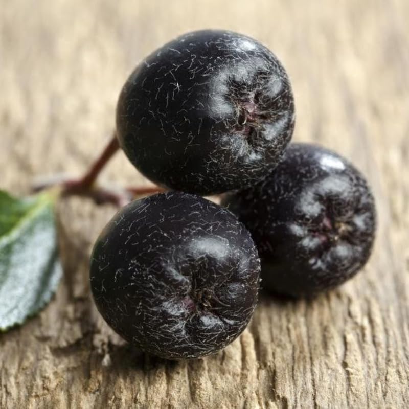 2 Seedlings Black Chokeberry Trees Live Plants, 1 Year Old Well-Rooted for Outdoor Planting, No CA, Edible Aronia Berry Shrub, Cold Hardy